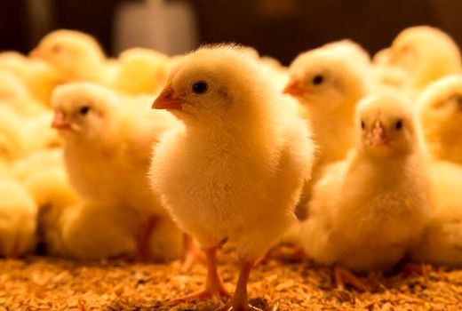 جوجه ریزی 3 میلیون قطعه‌ای در جویبار