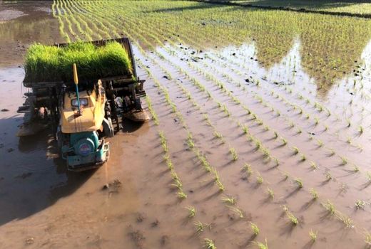 کشت برنج در قزوین آغاز شد