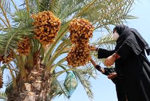 نظام نوین ترویج کشاورزی با آموزش‌های چهره به چهره در خرمشهر
