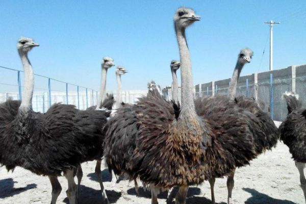 استان تهران سالانه 8700 قطعه شترمرغ پرورش می دهد