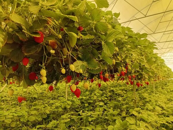 برداشت ۹۰ تن توت‌فرنگی گلخانه‌ای در فارسان/ جهش تولید با فناوری‌های نوین کشاورزی