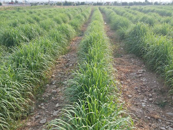 کشت "علف لیمو" برای نخستین بار در مرودشت
