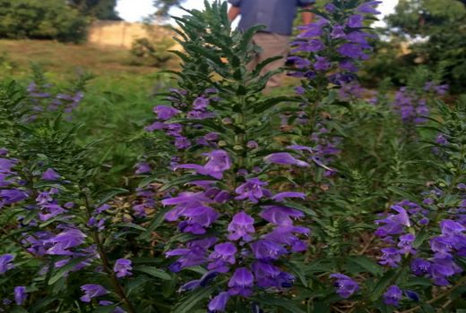 آغاز برداشت گیاه بادرشبو ازسطح ۲۵۰ هکتار از مزارع آذربایجان غربی