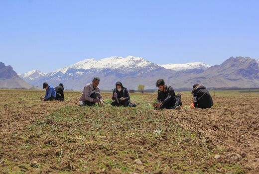 کشت بهاره پیاز