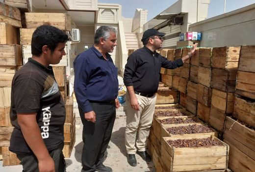 آغاز برداشت خرما در آبادان 