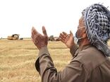 ۲۰ هزار میلیارد تومان دیگر از مطالبات گندمکاران پرداخت شد/ واریز ۶۵ همت به حساب کشاورزان