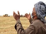 ۲۰ هزار میلیارد تومان دیگر از مطالبات گندمکاران پرداخت شد/ واریز ۶۵ همت به حساب کشاورزان
