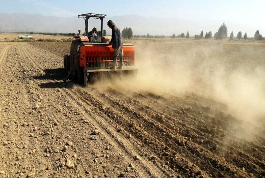 46 هکتار از مزارع شهرستان تهران به کشت جو بذری اختصاص یافت