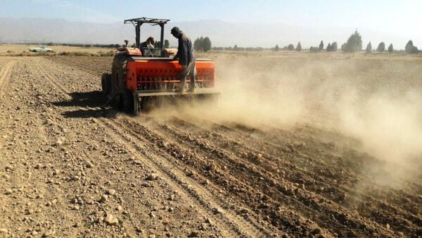46 هکتار از مزارع شهرستان تهران به کشت جو بذری اختصاص یافت