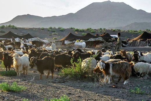 عشایر سیستان وبلوچستان 17 هزارتن فرآورده دامی تولید کردند