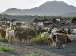 عشایر سیستان وبلوچستان 17 هزارتن فرآورده دامی تولید کردند