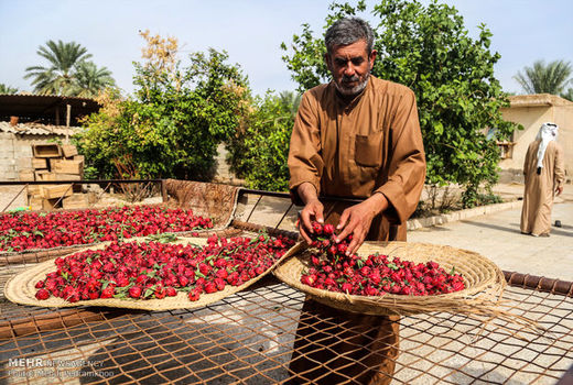 هشت چالش‌ و مشکل مهم، پیش روی توسعه گیاهان دارویی