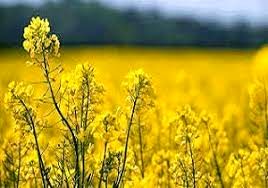 افزایش سطح زیر کشت کلزا به ۲۰۰ هزار هکتار هدف‌گذاری شد