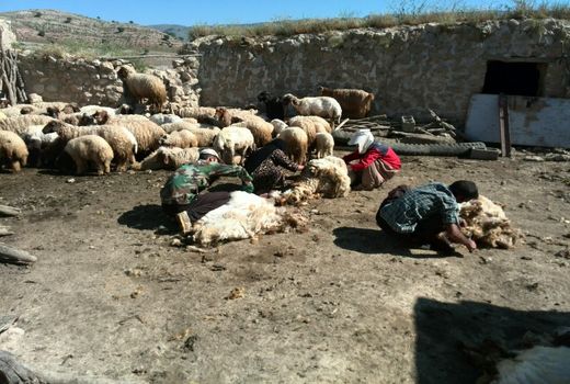 پشم‌چینی از دام‌های شهرستان سیروان آغاز شد