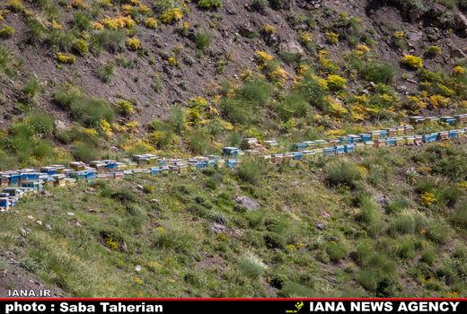 کندوهای زنبورعسل 