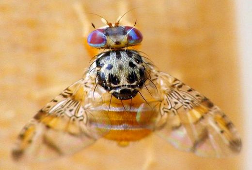 کارگاه آموزشی شناسایی وکنترل آفت مگس میوه مدیترانه در منطقه دهسرد شهرستان ارزوئیه 