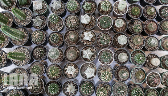 سومین نمایشگاه بین‌المللی باغبانی