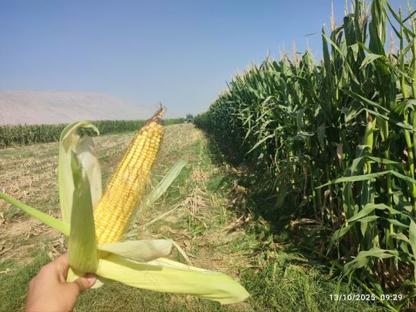 پیش بینی برداشت 140 هزار تن ذرت علوفه ای  در کازرون