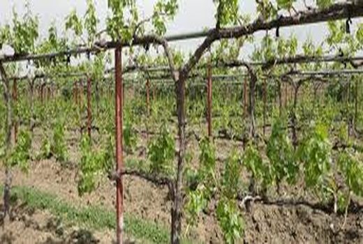 برگزاری روز مزرعه هرس باغات انگور