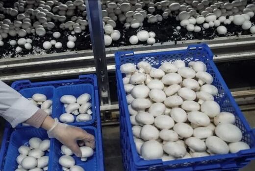 استراتژی فروش قارچ باید هم‌زمان با تولید شکل بگیرد