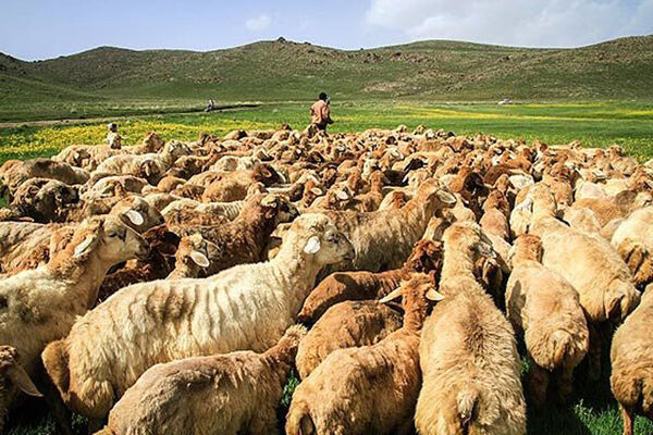 هویت گذاری 60 هزار دام در استان همدان
