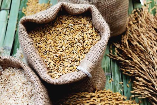 ضرورت افزایش سه برابری یارانه بذر غلات