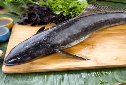  دستاوردهای یک دهه موسسه تحقیقات علوم شیلاتی