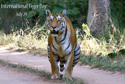 روز جهانی ببر