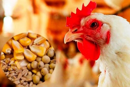 توزیع سیستمی نهاده های مورد نیاز واحدهای مرغداری 