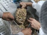 آزمایشگاه‌های ایران توان حمایت از صادرات پسته را دارند
