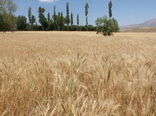 ۶۰۰ هزار هکتار از اراضی کردستان زیر کشت گندم رفته است
