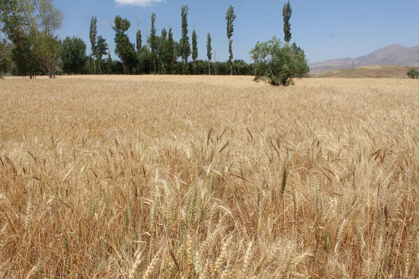 ۶۰۰ هزار هکتار از اراضی کردستان زیر کشت گندم رفته است