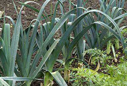 برداشت تره فرنگی از مزارع کشاورزی شهرستان البرز آغاز شد