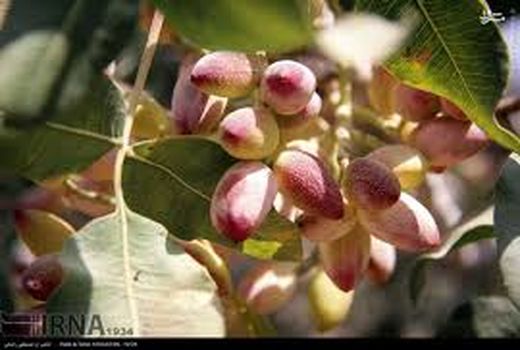 پیش‌بینی برداشت 2600 تن میوه خندان 