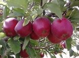 برداشت ۸۰ هزار تن سیب درختی در استان چهارمحال و بختیاری 
