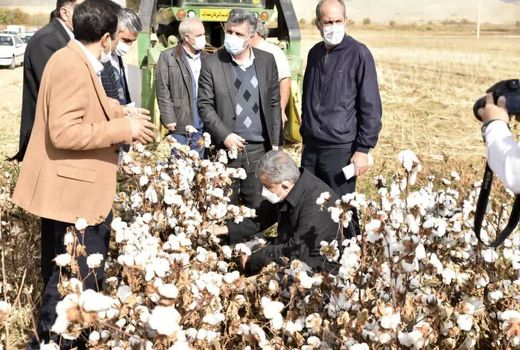 کشت قراردادی اولویت کاری وزارت جهاد کشاورزی است