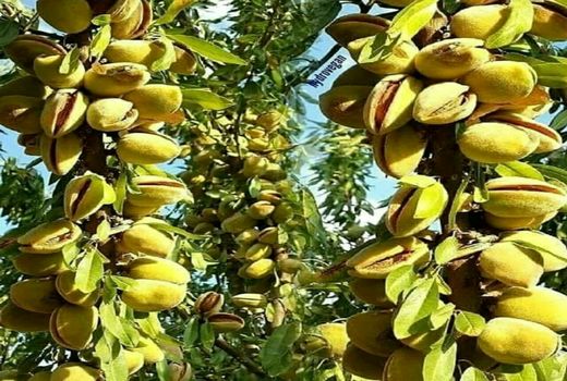 زنجیره تولید بادام در چهارمحال و بختیاری تکمیل می‌شود
