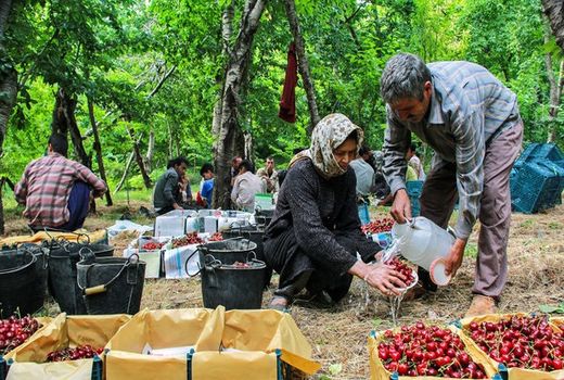 برداشت آلبالو از باغات قزوین آغاز شد ‌