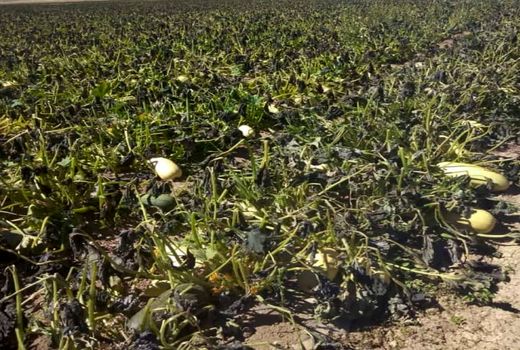 خسارت 2900 میلیارد ریالی به مزارع آباده وارد شد 