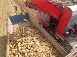پیش‌بینی برداشت ۷۰ هزار تن چغندرقند در چهارمحال و بختیاری