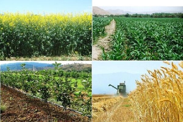 ارزش تولیدات سالانه بخش کشاورزی خراسان شمالی۵۰ هزار میلیارد ریال است