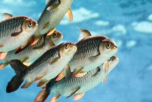 حفظ ذخایر آبزیان در تالاب هورالعظیم