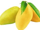 دومحصول کشاورزی هرمزگان ثبت ملی شدند