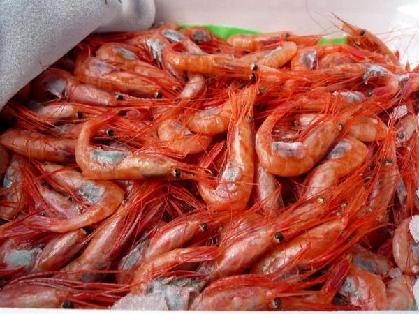 اعتبار خسارت لکه‌سفید میگو تا دو میلیارد تومان آب رفت!/ تولید 12 هزار تن میگو در بوشهر