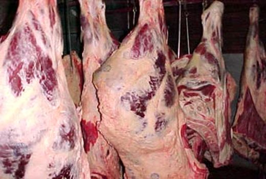شرکت پشتیبانی امور دام موظف به خرید گوشت قرمز از واحدهای پرواربندی گوساله است