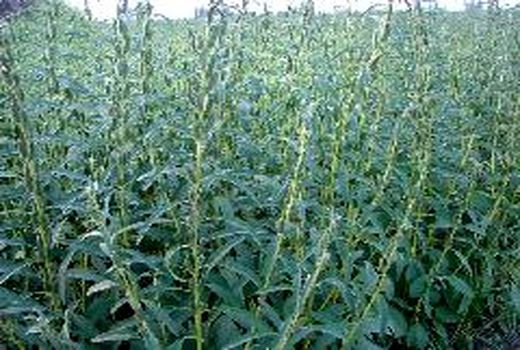 کاشت کنجد در شهرستان مهران