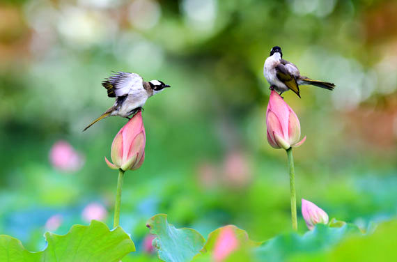 تغییر زمان مهاجرت پرندگان، ماهی‌ها و فصل زادآوری با تحولات بهار