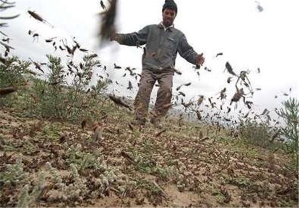 900هزار هکتار از اراضی و باغات کشور در معرض حملات ملخ صحرایی