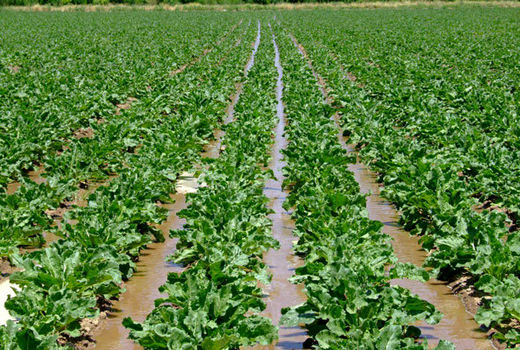 دلایل کاهش کشت چغندرقند