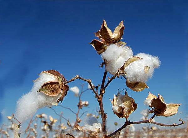 صدور حواله بذر و کود پنبه بعد از تعطیلات نوروز/ افزایش سطح زیر کشت پنبه کشور به 90 هزار هکتار
